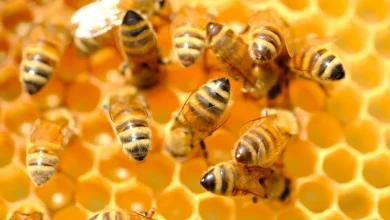 Čudotvorni propolis!