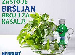 Zašto je bršljan broj 1 za kašalj?