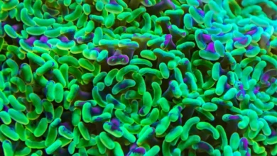 Lactobacillus rhamnosus: probiotik sa moćnim prednostima