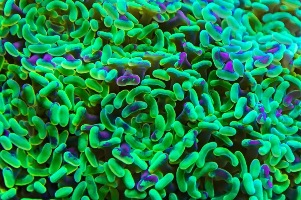 Lactobacillus rhamnosus: probiotik sa moćnim prednostima 1 Lactobacillus rhamnosus: probiotik sa moćnim prednostima