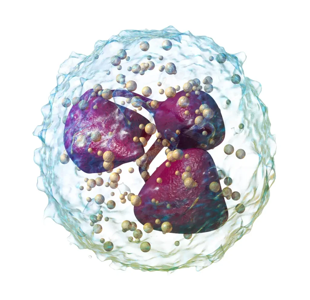 Neutrofili (analiza, rezultati, referetne vrednosti) 1 Neutrofili (analiza, rezultati, referetne vrednosti)